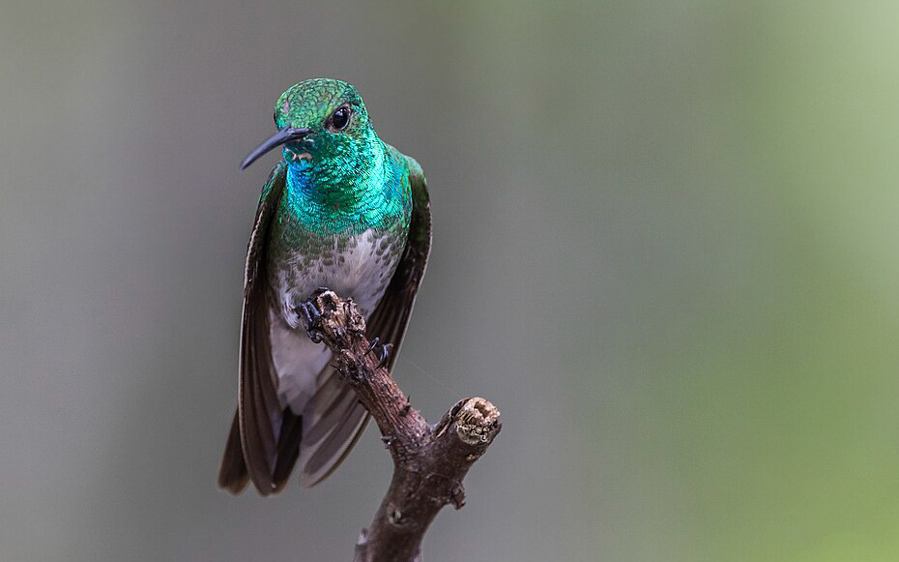Costa Rica Pacific Rainforest Birding Tour