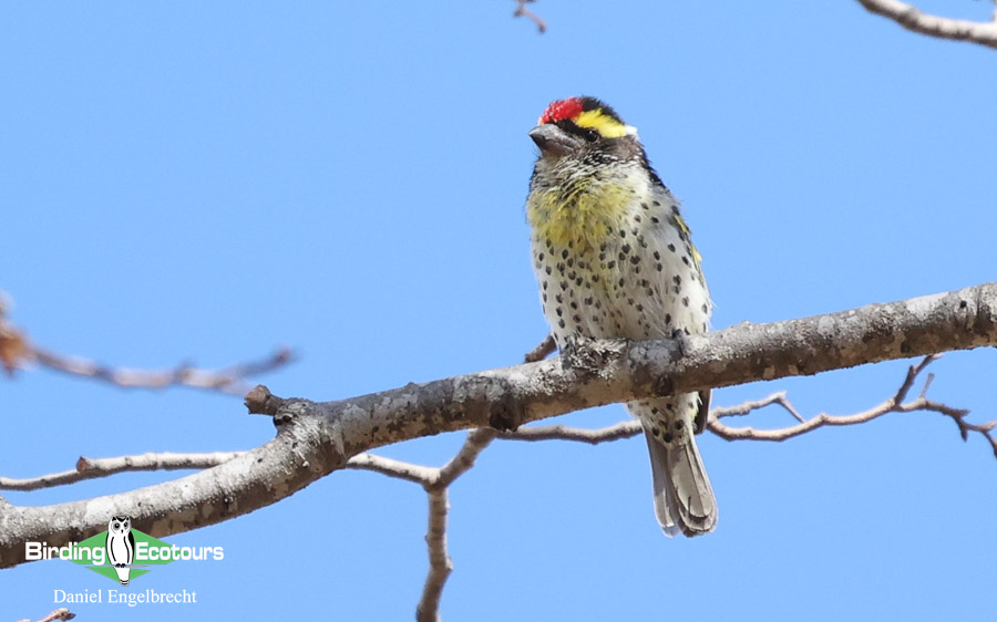 Zambia Birding Tour Endemics and Rare Birds