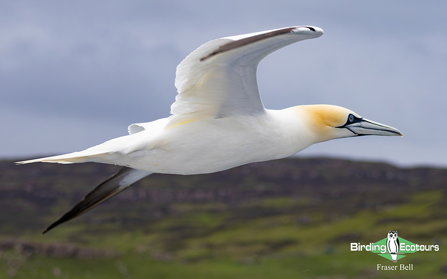 Scotland Spring Birding Trip Report