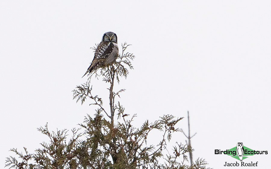 Minnesota Birding Trip Report