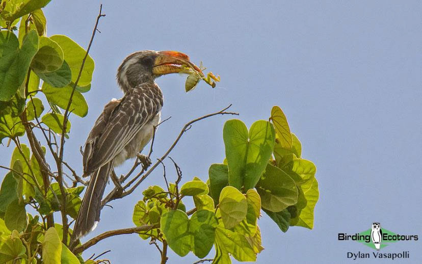 Zambia Birding Tour Endemics and Rare Birds