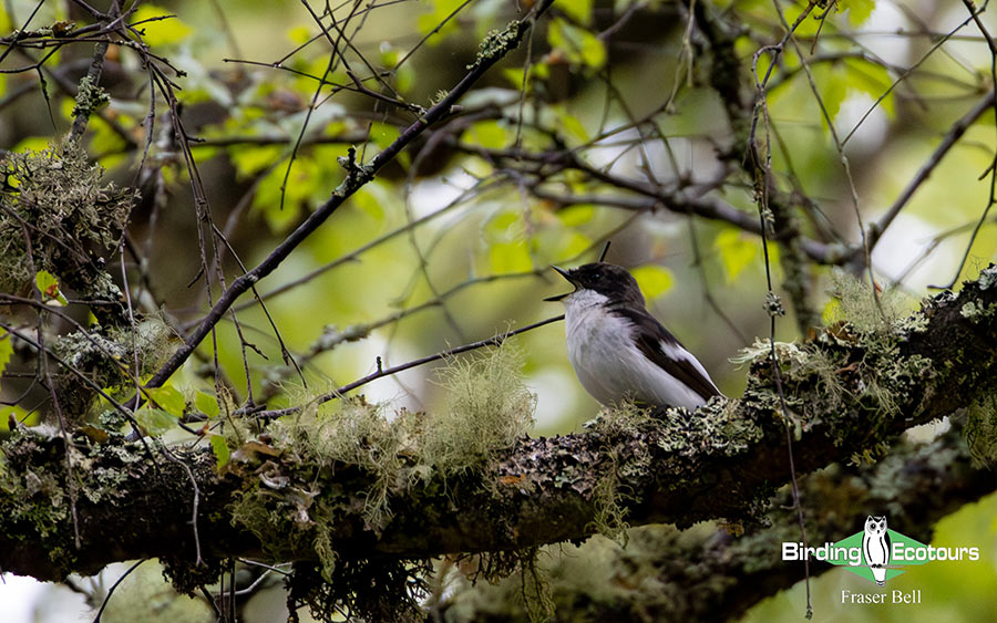 Scotland Spring Birding Trip Report