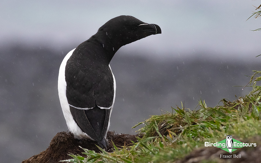Scotland Spring Birding Trip Report