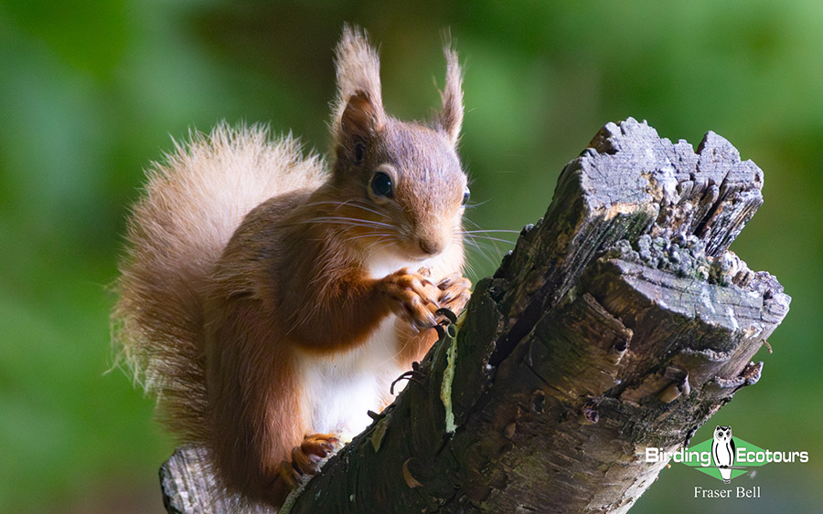 Scotland Spring Birding Trip Report