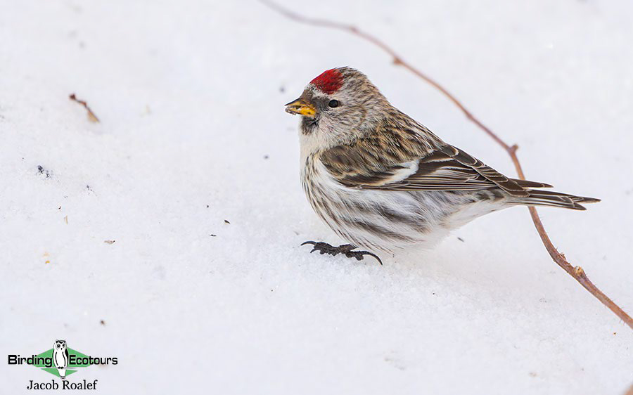 Minnesota Birding Trip Report