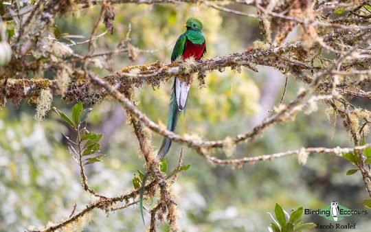 Costa Rica Birding Trip Report