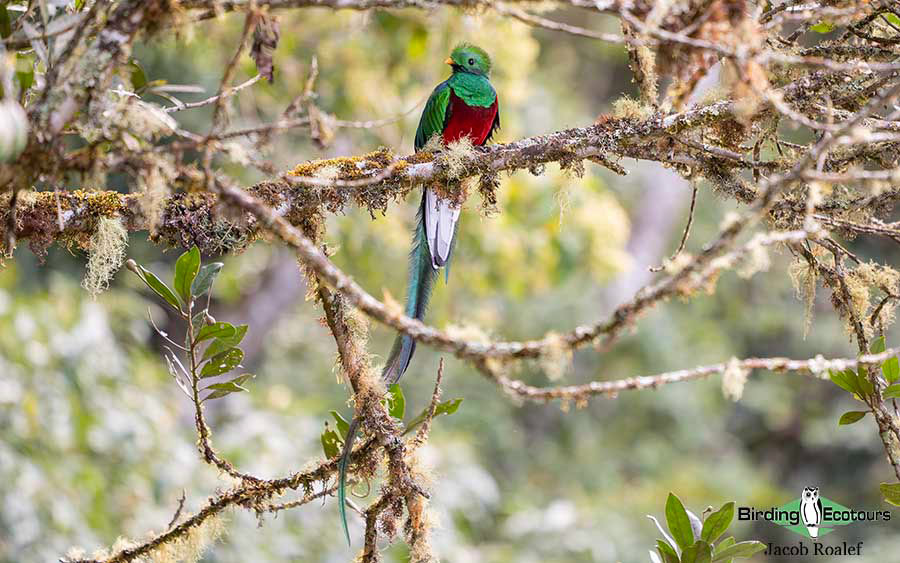 Costa Rica Birding Trip Report