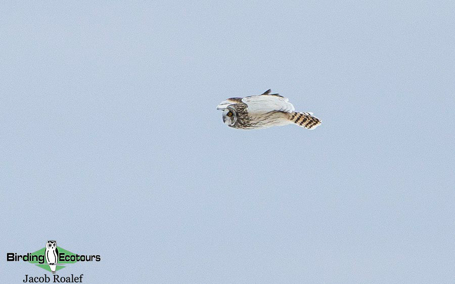 Minnesota Birding Trip Report