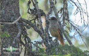 Sweden birding tours