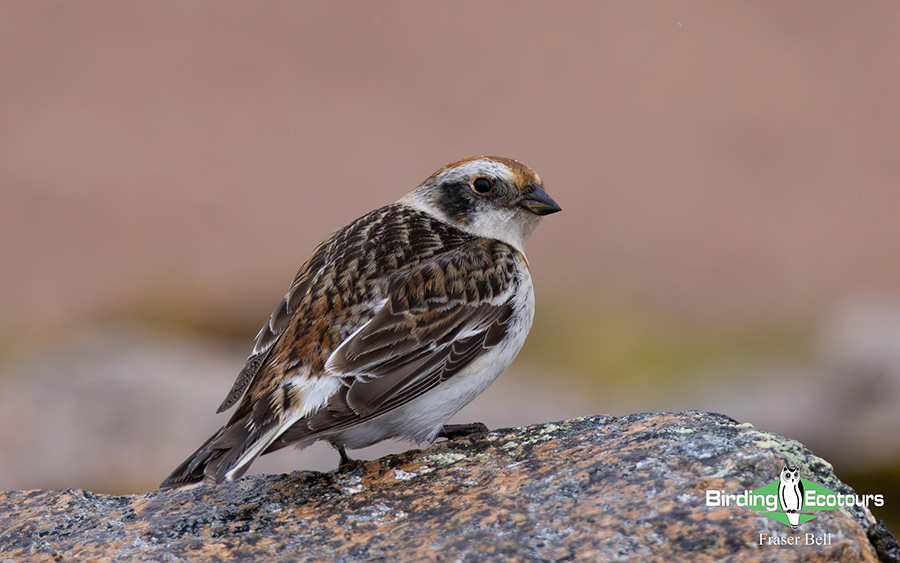 Scotland Spring Birding Trip Report