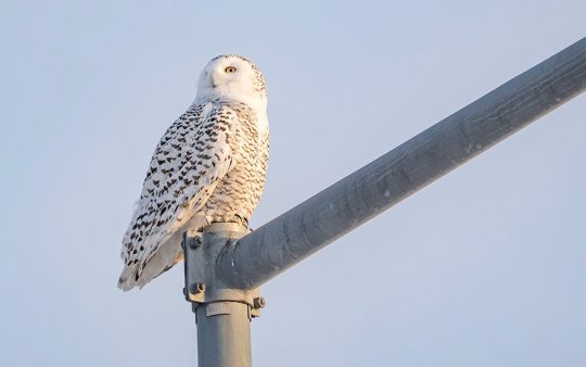 Minnesota Birding Trip Report