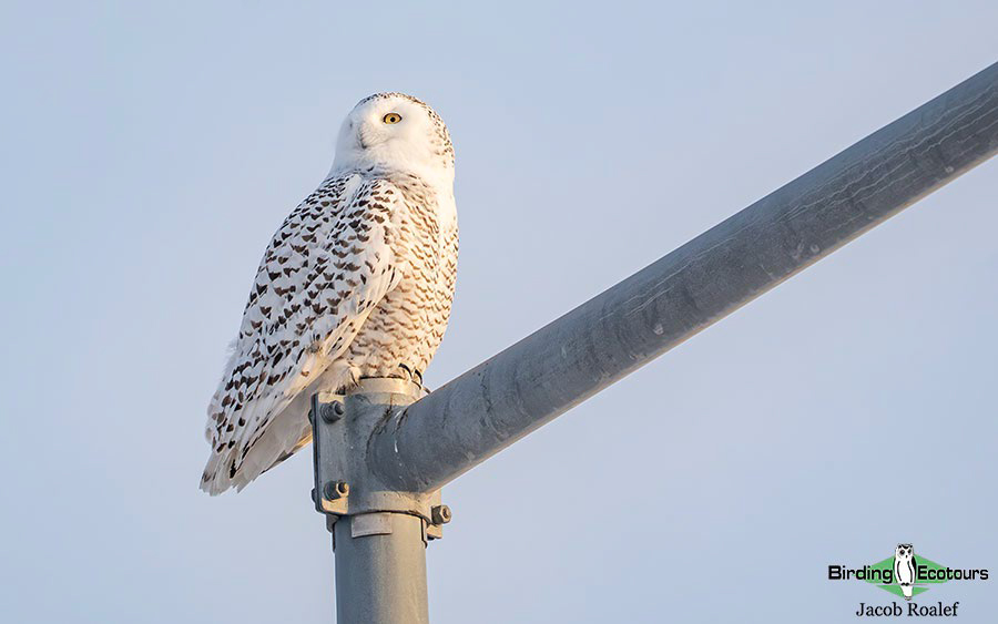 Minnesota Birding Trip Report