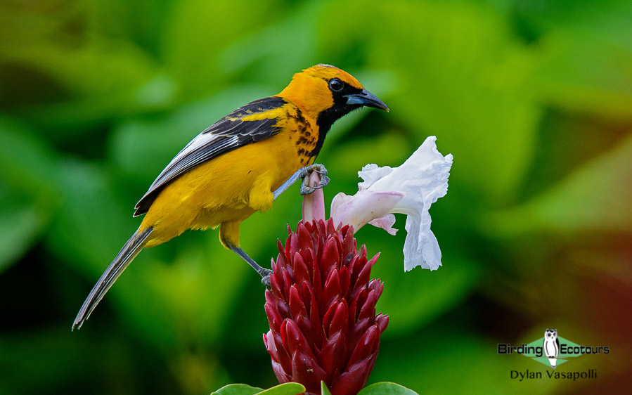 Costa Rica Pacific Rainforest Birding Tour
