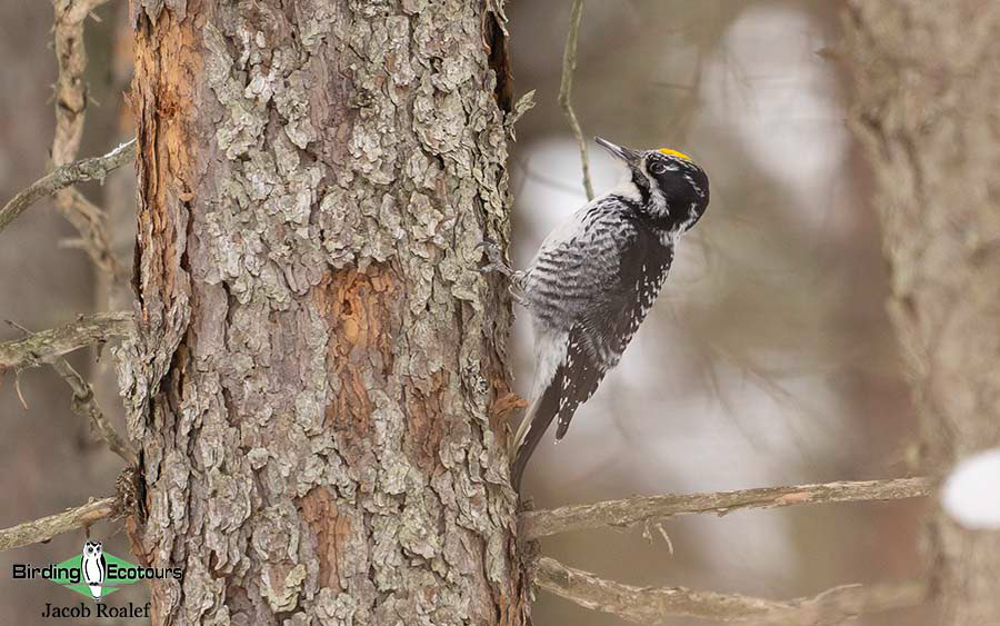 Minnesota Birding Trip Report