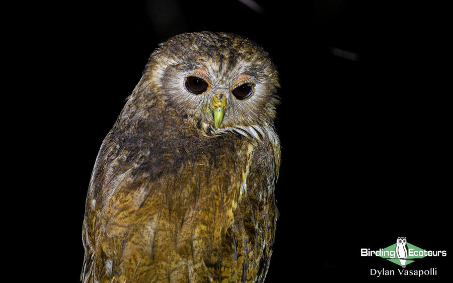 Zambia Birding Tour Endemics and Rare Birds