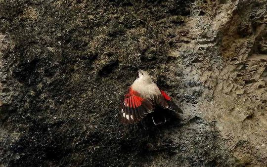 Bulgaria and Romania Birding trip report