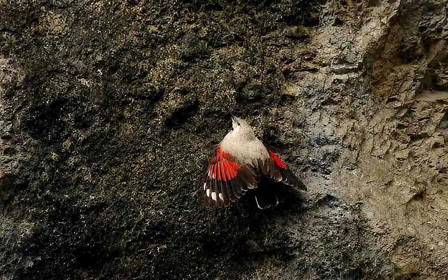 Bulgaria and Romania Birding trip report
