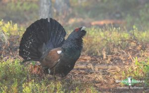 Sweden birding tours