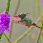 Costa Rica Pacific Rainforest Birding Tour