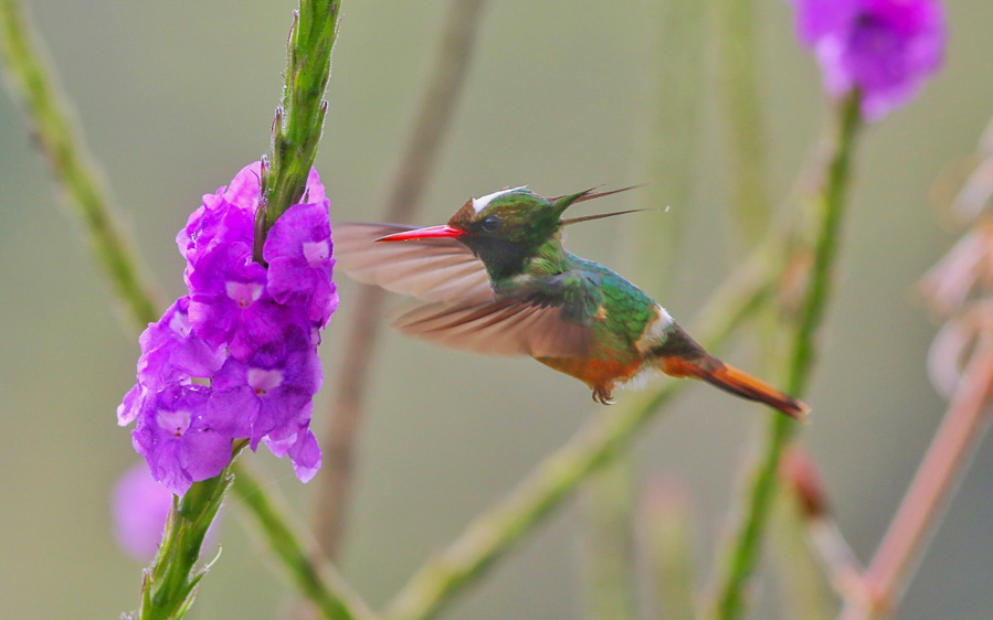 Costa Rica Pacific Rainforest Birding Tour
