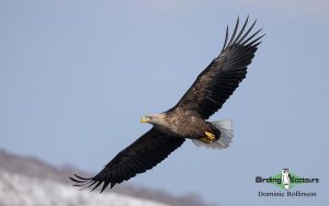 Sweden birding tours
