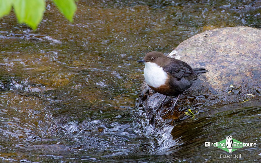 Scotland Spring Birding Trip Report