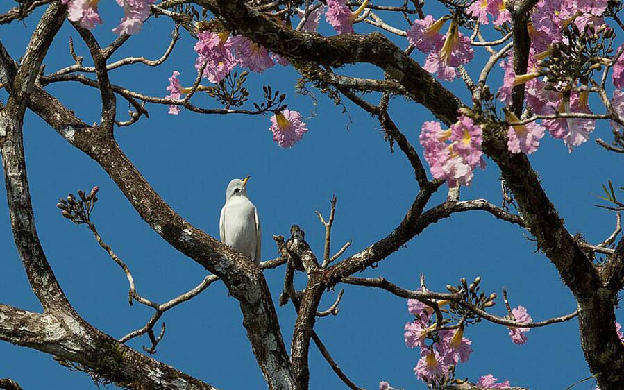 Costa Rica Pacific Rainforest Birding Tour