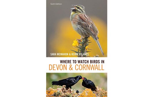 Where to watch birds in Devon & Cornwall