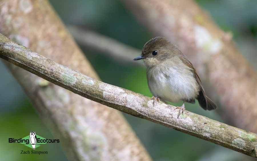 Angola Birding tour report
