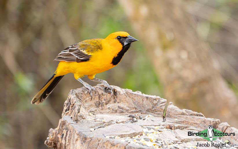 Southern Texas birding trip report