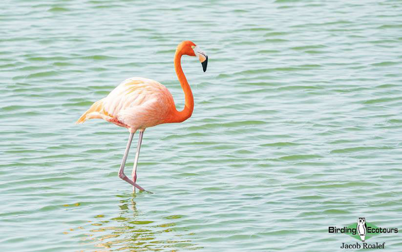 Southern Texas birding trip report