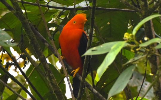 Northern Peru Birding