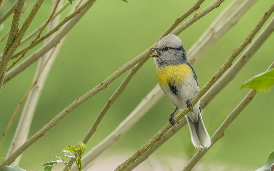 Central Asia Birding Tour