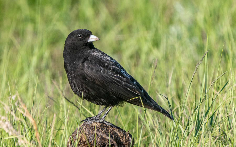 Central Asia Birding Tour