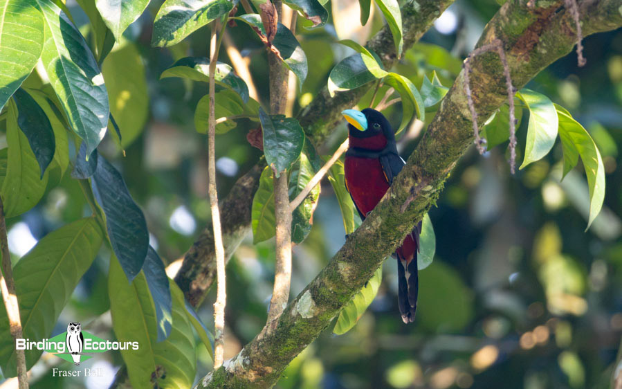 Peninsula Malaysia birding tour report