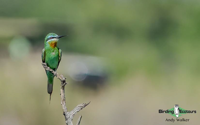 Central Asia Birding Tour