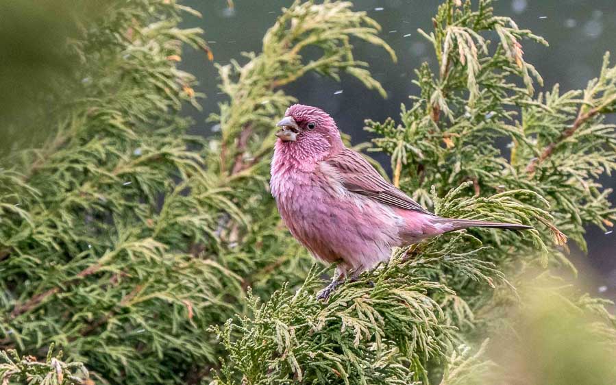 Central Asia Birding Tour