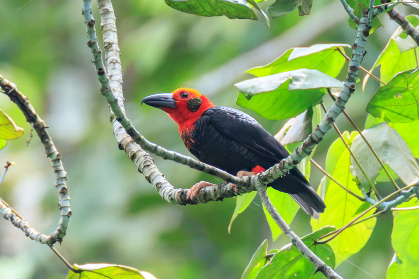 Borneo Sabah birding tour report
