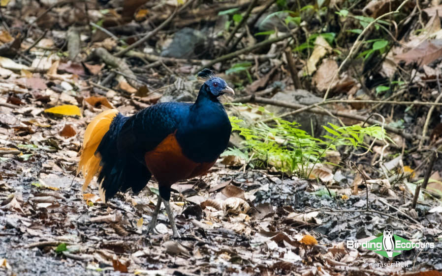 Borneo Sabah birding tour report
