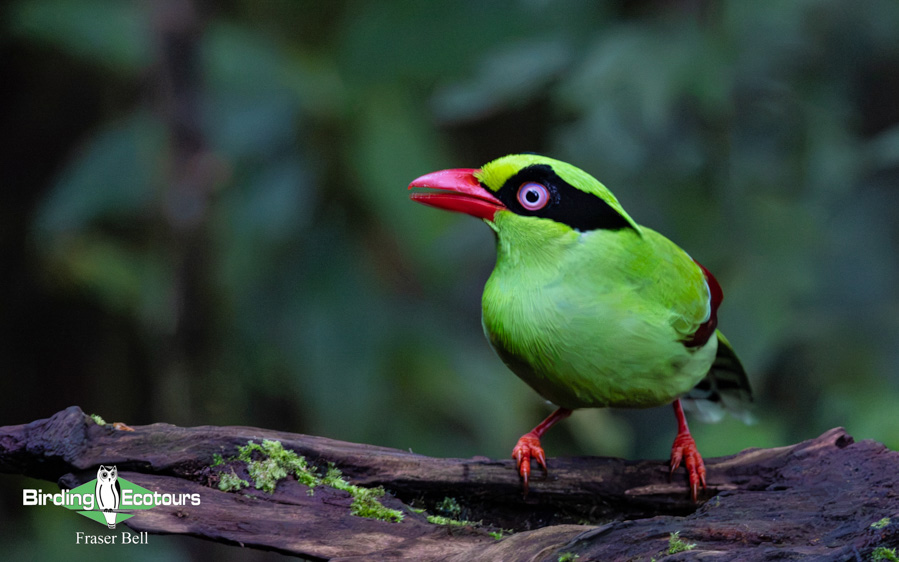 Borneo Sabah birding tour report