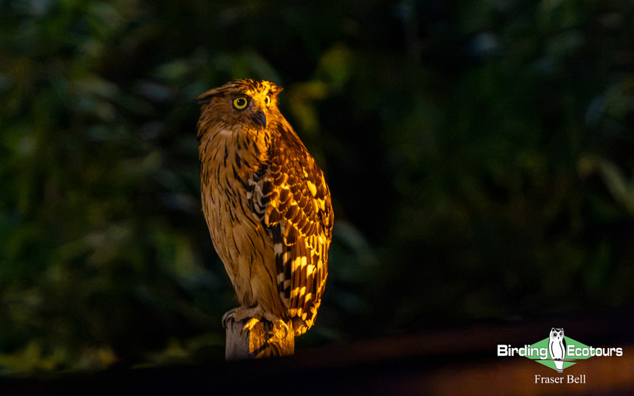 Borneo Sabah birding tour report