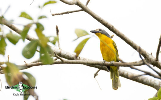 Angola Birding tour report