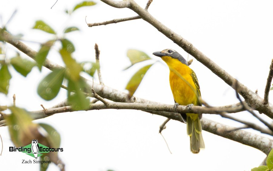Angola Birding tour report