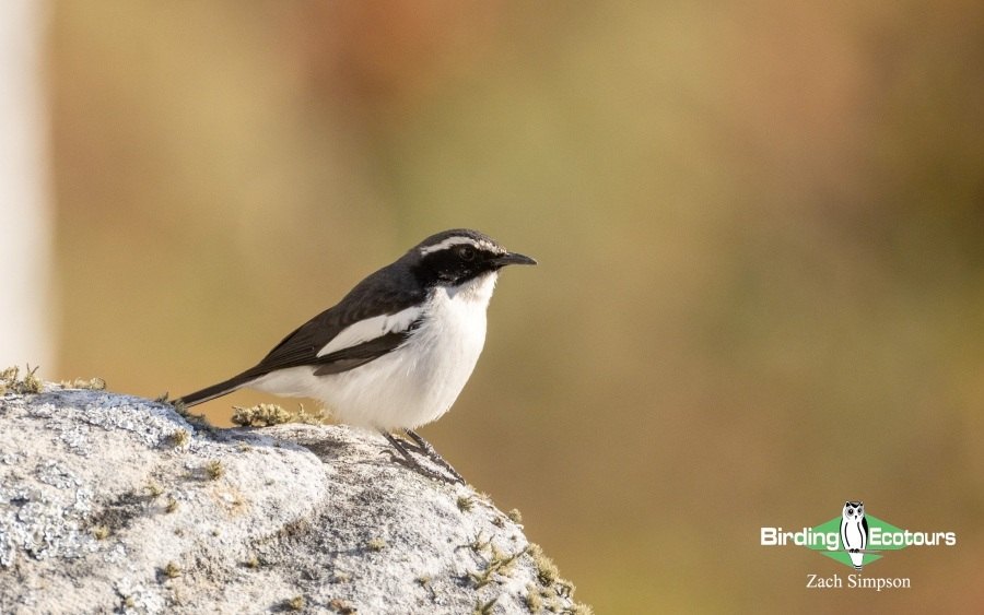 Angola Birding tour report
