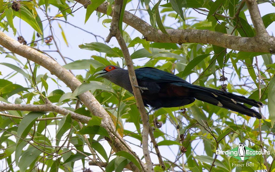 Peninsula Malaysia birding tour report