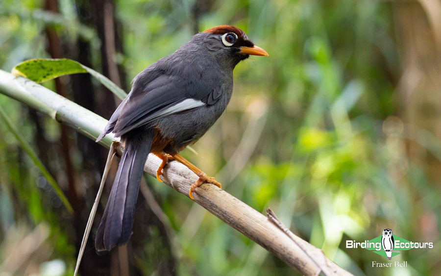 Peninsula Malaysia birding tour report