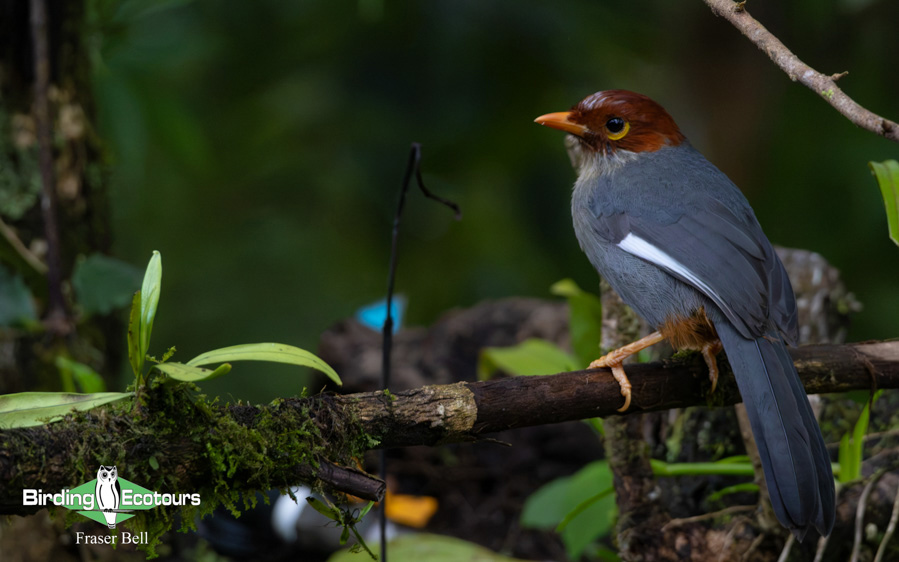 Borneo Sabah birding tour report