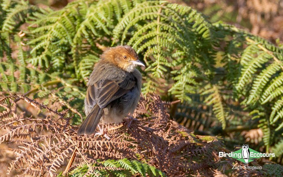 Angola Birding tour report