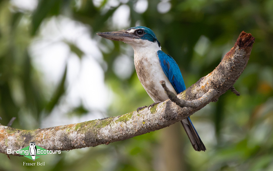 Peninsula Malaysia birding tour report