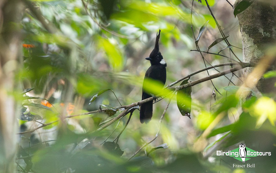 Peninsula Malaysia birding tour report
